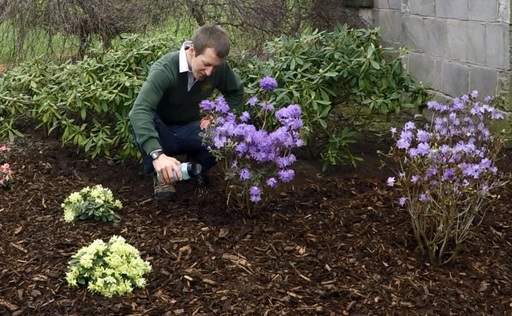 Feeding Rhododendrons with Ericaceous Plant Food